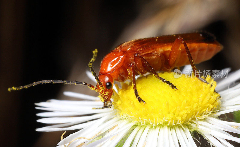 Fleabane (Conyza sp.)上的红色战士甲虫(Rhagonycha fulva)